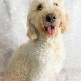 Peach - Goldendoodle