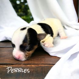 Yorkshire Terrier Puppies from Celestial Family Terriers (Yooper Yorkies)