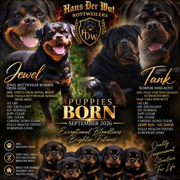 Red girl - Black and mahogany female Rottweiler puppy in Lake City, Florida from Haus Der Wut Kennels