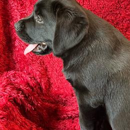 Black Female - Available now - Black female Labrador Retriever puppy in Beaverdam, Virginia from Gold Heart Labradors