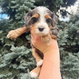 Martina - Merle female Bernedoodle puppy in Idaho Falls, Idaho from Idahome Doodle