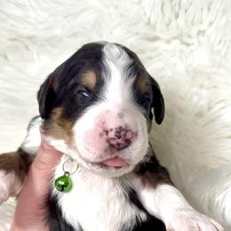 Lucky - Tri-color male Bernedoodle puppy in Beecher, Illinois from Erica’s Doodles