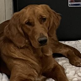 Cali - Golden Retriever
