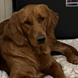Cali - Golden Retriever