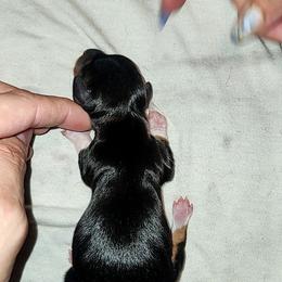 Socks - Black and tan female Dachshund puppy in Ashland, Mississippi from Hope's pups