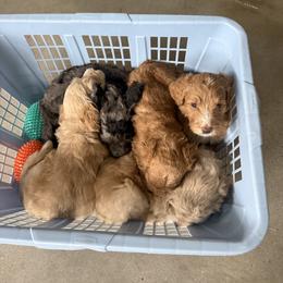 Sheepadoodle puppies from Bitler Family Puppies