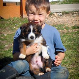 English Shepherd Puppies from Town & Country English Shepherds