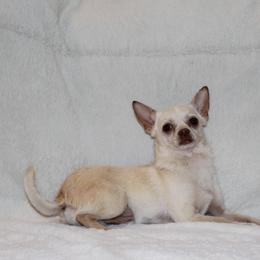 Louis - Chihuahua