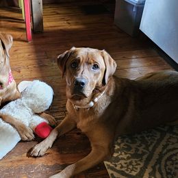 Labrador Retrievers from Oakley's Ohio Labradors