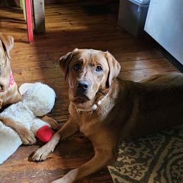 Labrador Retrievers from Oakley's Ohio Labradors