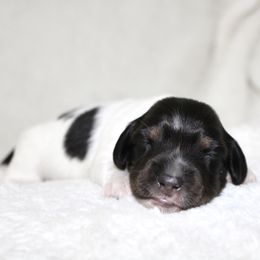 Alex - Piebald male Dachshund puppy in Fairfax, Iowa from Grayson’s Lovable Dachshunds