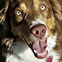 Australian Shepherds from Kay & I Family Aussies