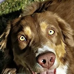 Australian Shepherds from Kay & I Family Aussies