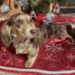 Pearl - Dachshund