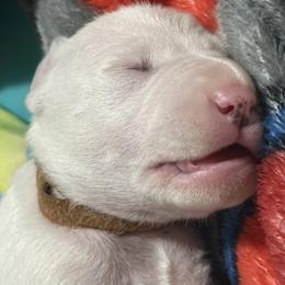 Puddles - White and liver brown male Dalmatian puppy in Hastings, Florida from Love My Spotty Dalmatians