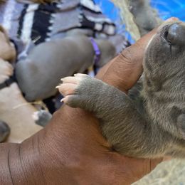 American Bully Puppies from South Georgia Pitbull & Bully Kennel