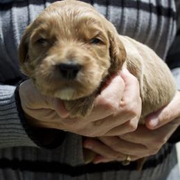 YellowOrange - Apricot female Goldendoodle puppy in Medina, Ohio from Farmer Doodles