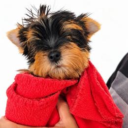 Trixie Rebel - Blue and gold female Yorkshire Terrier puppy in Buckeye, Arizona from Adriana's Yorkies