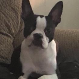 Diamond  - Boston Terrier