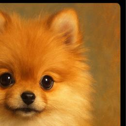 Cavalier King Charles Spaniels, Cavapoos, and Pomeranians from Walnut Grove Cavaliers