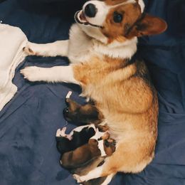 Pembroke Welsh Corgi Puppies from Southern Corgi