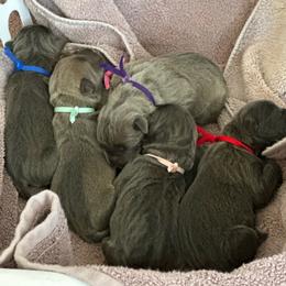 Boy 6 - Gray and fawn male Cane Corso puppy in Waldorf, Maryland from Myles High Dog Club