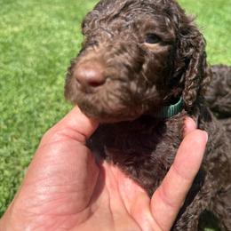 Green - Chocolate male Labradoodle puppy in Chula Vista, California from Coastal Cocoa Labradoodle