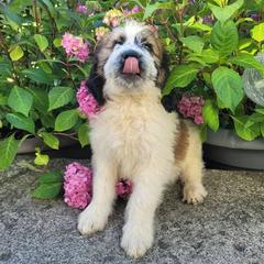 Saint Berdoodle and Saint Bernard Puppies from PNW Saint Berdoodles