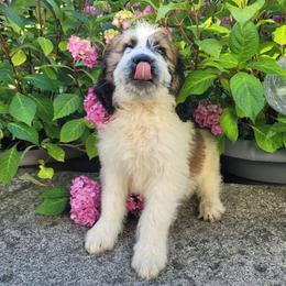 Saint Berdoodle and Saint Bernard Puppies from PNW Saint Berdoodles