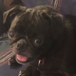 Pugs from Southern Comfort Pugs