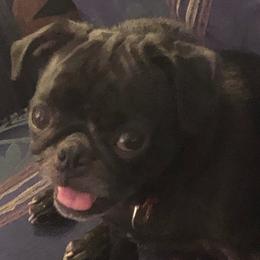 Pugs from Southern Comfort Pugs