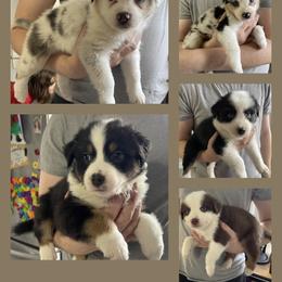 Australian Shepherds from Out of this World Aussies