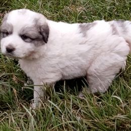 Puppy ID 92251 - White and badger female Great Pyrenees puppy in Leicester, North Carolina from Randall Glen Pyrenees
