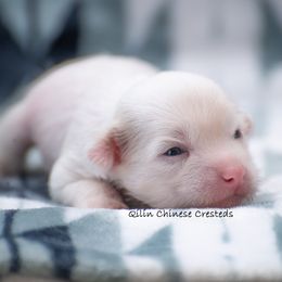 Chinese Crested Puppies from Qilin Chinese Crested