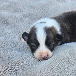 Purple Collar Female - Red female Pembroke Welsh Corgi puppy in Tenino, Washington from LoneStar Corgis NW