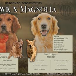 Golden Retriever puppies from Brinton Goldens