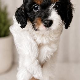 Cavapoo Puppies from Joyler Puppies