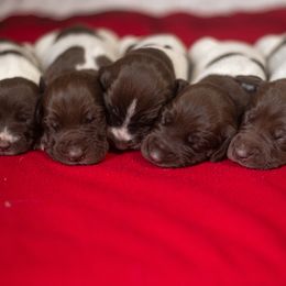 Girl 1 - Liver roan female German Shorthaired Pointer puppy in Greensburg, Kentucky from Nosam Kennels- Hungarian Vizslas, and German Shorthairs Located in Kentucky