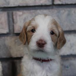 Creek - Red phantom male Aussiedoodle puppy in Nephi, Utah from Peachydoodlepups