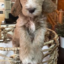 Goldendoodle Puppies from Lundee Doodles