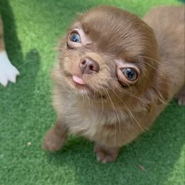 Oliver Teacup - Chocolate male Chihuahua puppy in Brooklyn, New York from Cuties 4 You