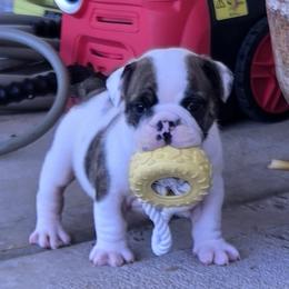 Bulldog puppies from Nelda Fernandez