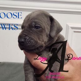 Boy 2 - Blue male Great Dane puppy in Longview, Texas from Lazy A Danes