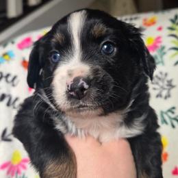 Blizzard - Black tri male Miniature Australian Shepherd puppy in Danville, Indiana from Wingler Acres Mini Aussies