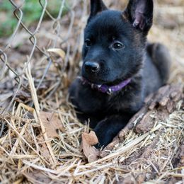 Dutch Shepherd Puppies from Faberge Hollandse Herdershond