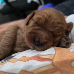 Girl 2 - Red female Cavapoo puppy in Knoxville, Tennessee from Shannan's Cavapoos