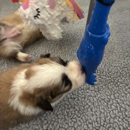 Pembroke Welsh Corgi Puppies from Zugspitze Corgis