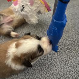 Pembroke Welsh Corgi Puppies from Zugspitze Corgis