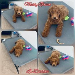 Goldendoodle Puppies from Lu Doodles