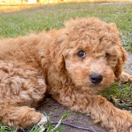 Cole - Apricot male Goldendoodle puppy in Bentonville, Arkansas from Bentonville Doodles